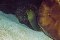 Green moray eel in crevace Royalty Free Stock Photo