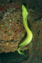 Green Moray Eel-Gymnothorax funebris Royalty Free Stock Photo