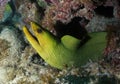 Green moray eel peeks out of coral at Florida Keys National Marine Sanctuary.