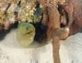 Green moray eel, utila, honduras underwater snake Royalty Free Stock Photo