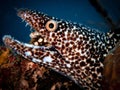 Spotted moray eel (Gymnothorax moringa) mouth gaping open in the Carribbean, Roatan, Bay Islands, Honduras Royalty Free Stock Photo