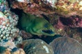 Green moray eels come out to hunt the seas at night. During the day they lurk in caves and tunnels