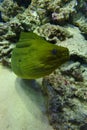 Green Moray