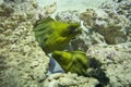 Green Moray Gymnothorax funebris