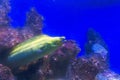 Green moray moray Royalty Free Stock Photo