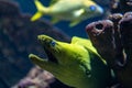 Green morey eel, moray eel of the family Muraenidae is looking our from its hiding place