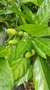 green morinda citrifolia fruits sprouting from the branches. Royalty Free Stock Photo
