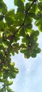 green moringa tree branches under the sun Royalty Free Stock Photo