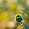 The green bud of an echinacea flower in the early morning Royalty Free Stock Photo