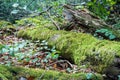 Green mos growing on a big tree trunk. Blurry forest background. Autumn leaves on the ground. Low-angle close-up shot.