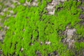 Green Mos on old tree Royalty Free Stock Photo