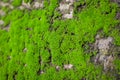 Green Mos on old tree Royalty Free Stock Photo