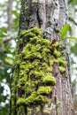 Green mos on the tree Royalty Free Stock Photo
