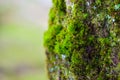 Green mos on the tree Royalty Free Stock Photo