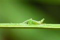 A green mosquito