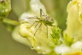 Green mosquito - Culicidae sp. on yellow flower