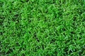 Green Moss