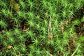 Green moss Royalty Free Stock Photo