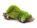 Green Moss