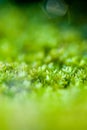 Green moss