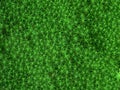 Green Moss Royalty Free Stock Photo