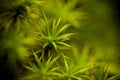 Green moss