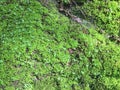 Green moss on rock in the jungle Royalty Free Stock Photo