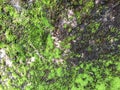 Green moss on rock in the jungle Royalty Free Stock Photo