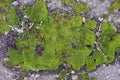 Green moss on asphalt