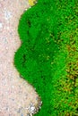 Green moss and asphalt