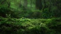 Green moss and background. Backdrop for displaying products. Dark forest background Royalty Free Stock Photo