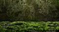 Green moss and background. Backdrop for displaying products. Dark forest background Royalty Free Stock Photo