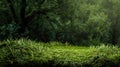 Green moss and background. Backdrop for displaying products. Dark forest background Royalty Free Stock Photo