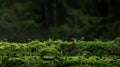 Green moss and background. Backdrop for displaying products. Dark forest background Royalty Free Stock Photo
