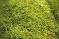green moss background Royalty Free Stock Photo
