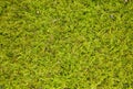 Moss background