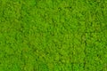 Green Moss background, mossy texture Royalty Free Stock Photo