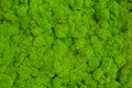 Green Moss background, mossy texture Royalty Free Stock Photo