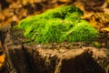 Green Moss background, mossy texture