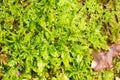 green moss background texture beautiful in nature Royalty Free Stock Photo