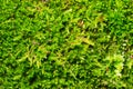 green moss background texture beautiful in nature Royalty Free Stock Photo