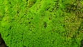 green moss background texture beautiful in nature Royalty Free Stock Photo