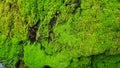 green moss background texture beautiful in nature Royalty Free Stock Photo