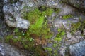 Green moss background texture beautiful in nature