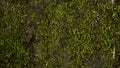 Green moss background texture beautiful in nature Royalty Free Stock Photo