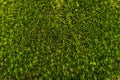 Green moss background texture closeup Royalty Free Stock Photo