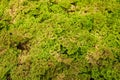 Green moss background texture