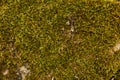 Green moss background texture in real nature Royalty Free Stock Photo