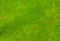 Green moss Royalty Free Stock Photo