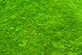 Green Moss Royalty Free Stock Photo